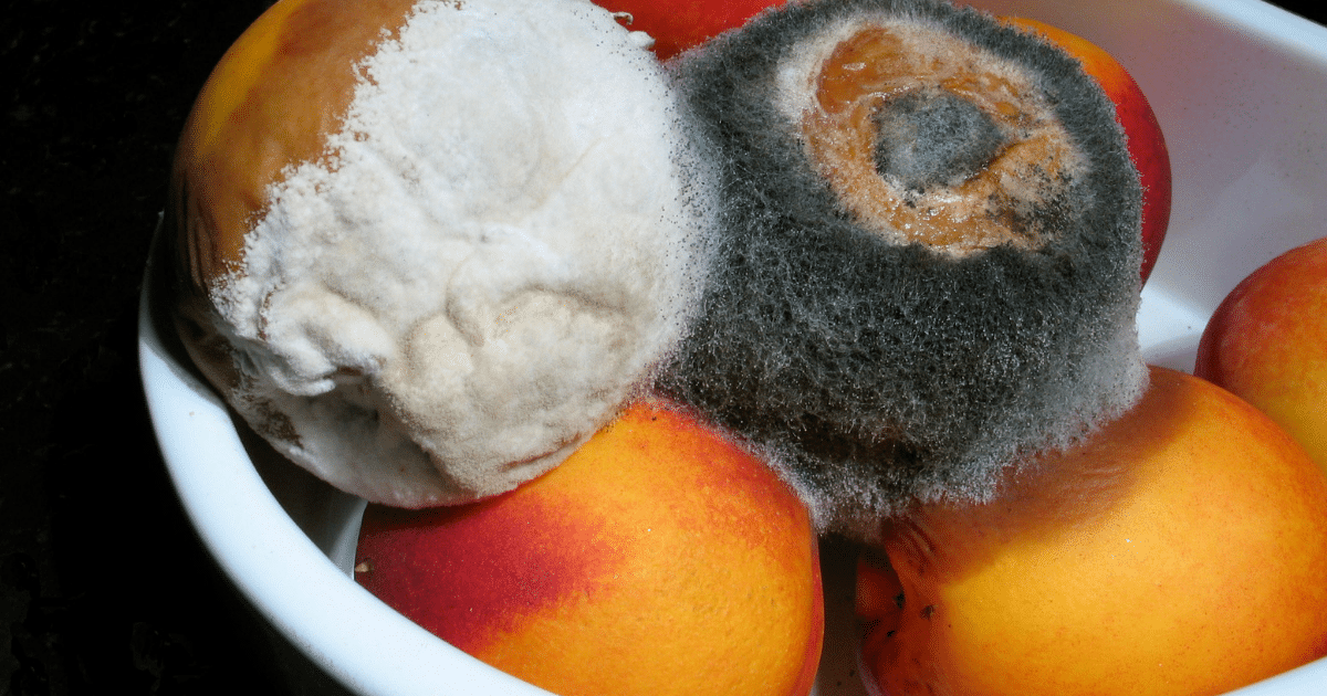 Rotten Fruit How it Has Everything to do With Success in Business